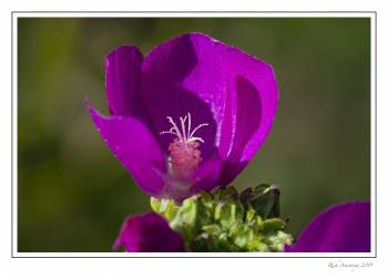 purple prairie flower 2 a.jpg